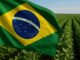 Bandeira do Brasil sobreposta a uma plantação agrícola, simbolizando a relação entre o setor agrícola brasileiro e o contexto comercial internacional.