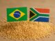 Bandeiras do Brasil e da África do Sul em miniatura cravadas em um monte de sementes de gergelim sobre uma superfície marrom.