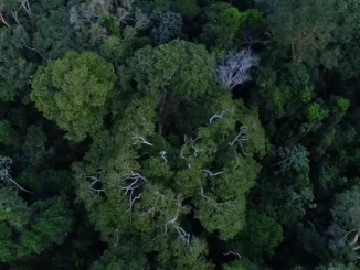 Imagem aérea da floresta amazônica, mostrando a densa cobertura verde com árvores altas e variadas tonalidades de verde.