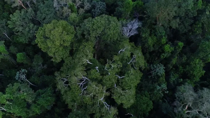 Imagem aérea da floresta amazônica, mostrando a densa cobertura verde com árvores altas e variadas tonalidades de verde.
