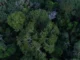 Imagem aérea da floresta amazônica, mostrando a densa cobertura verde com árvores altas e variadas tonalidades de verde.